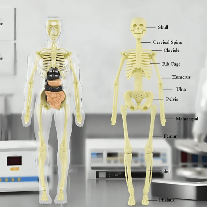 BowLift | Clear Human Body Structure Model
