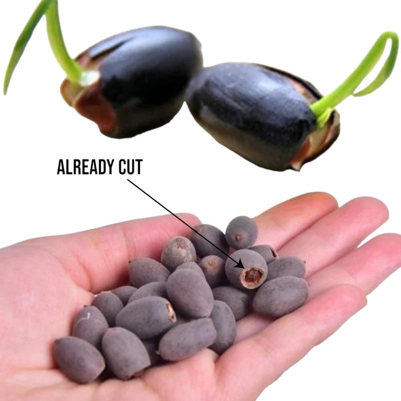 BowLift | LotusWaters – Bonsai Water Garden Seeds for Pond and Balcony