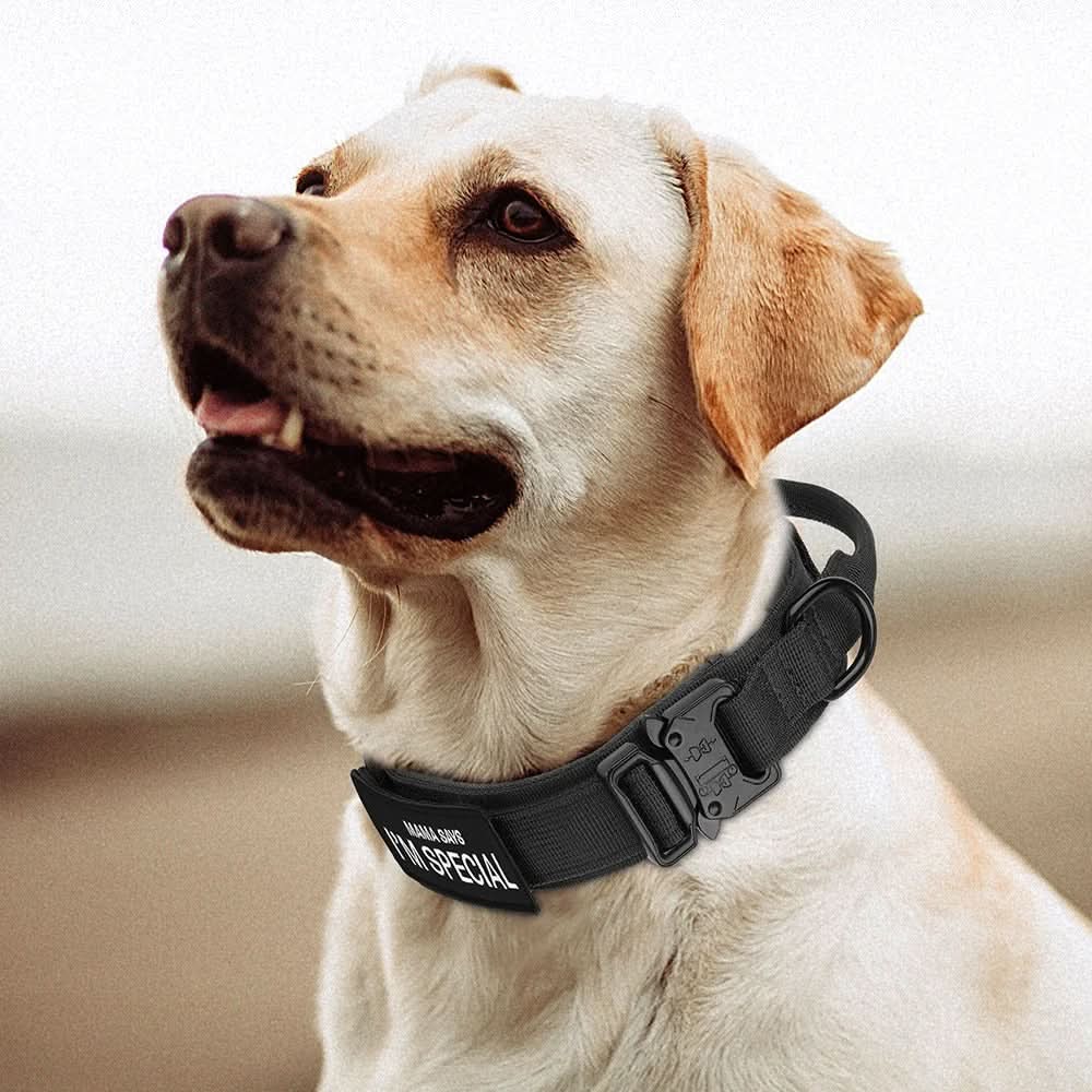 BowLift | Durable & Adjustable Collar for Training & Everyday Use