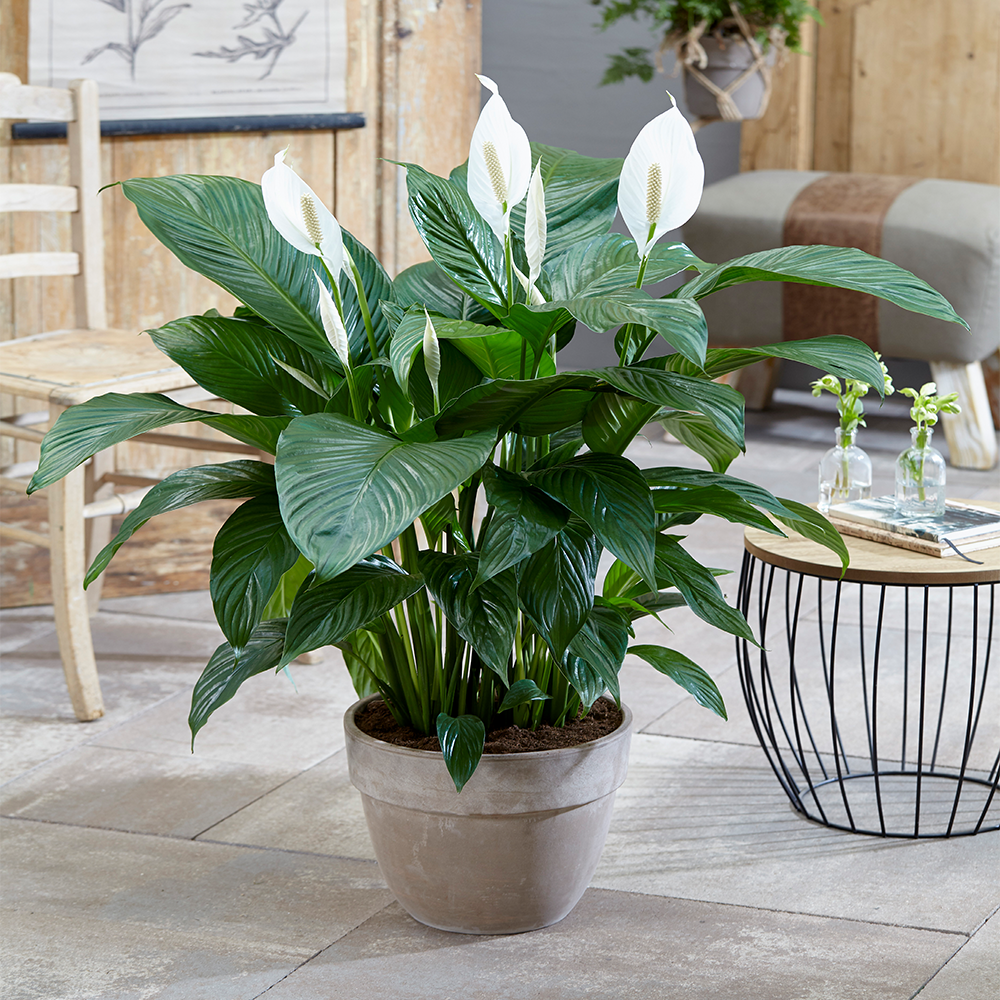 BowLift | Peace Lily Houseplant