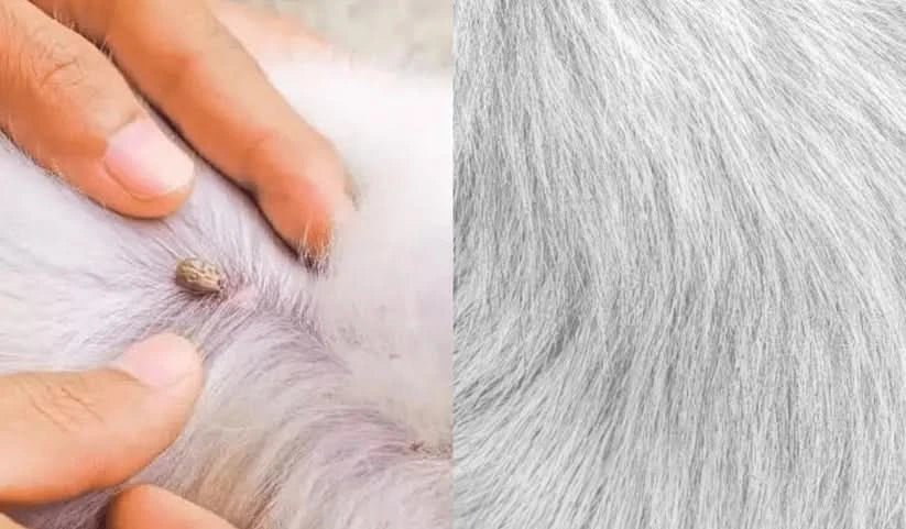 BowLift | Flea & Tick Protection Collar for Dogs & Cats