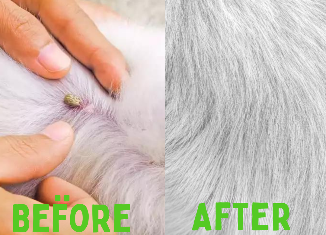 Flea and Tick Collar - FleaGuard Bowlift