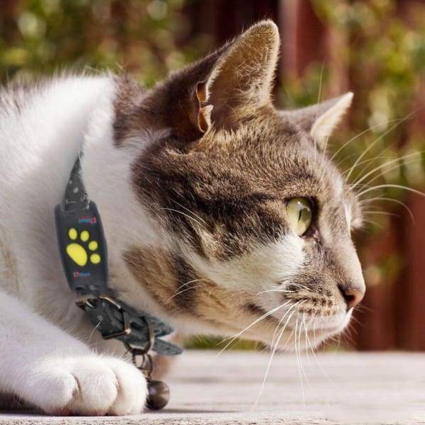 BowLift | GPS Tracker for Cats – Lightweight Pet Locator with Real-Time Updates