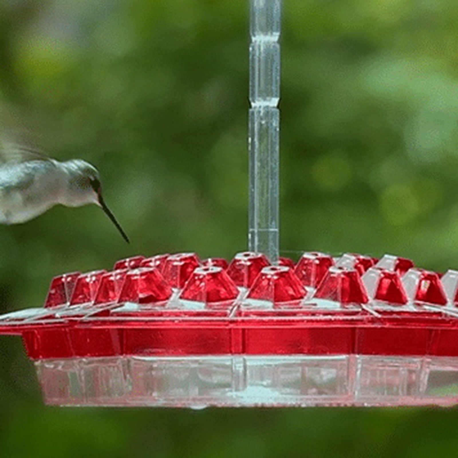 BowLift | Hummingbird Feeder With Perch And Built-in Ant Moat