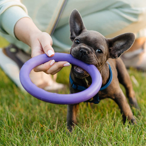Dog Anti-Bite Training Ring ø9 cm made of Rubber - assorted colors | Bowlift