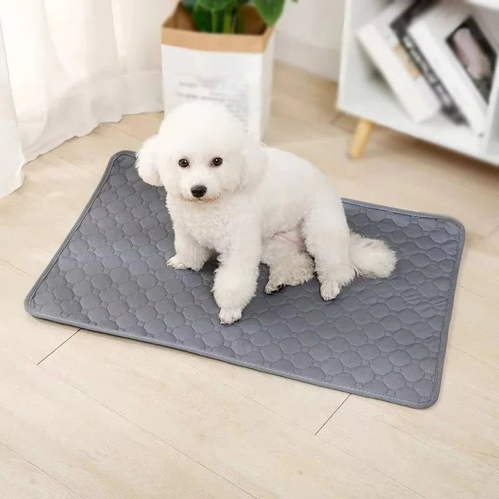 BowLift | Reusable and Disposable Dog Training Pee Pads