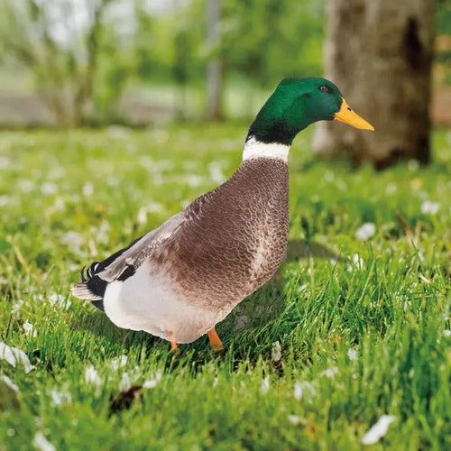 BowLift | Lifelike Duck Sculpture for Garden