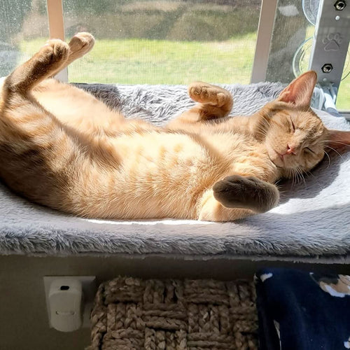 BowLift | PAWPERCH – Foldable Window Hammock for Cats with View & Comfort