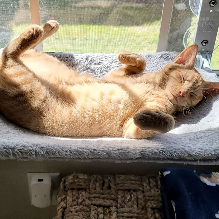 BowLift | PAWPERCH – Foldable Window Hammock for Cats with View & Comfort