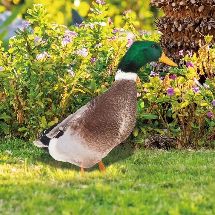 BowLift | Lifelike Duck Sculpture for Garden