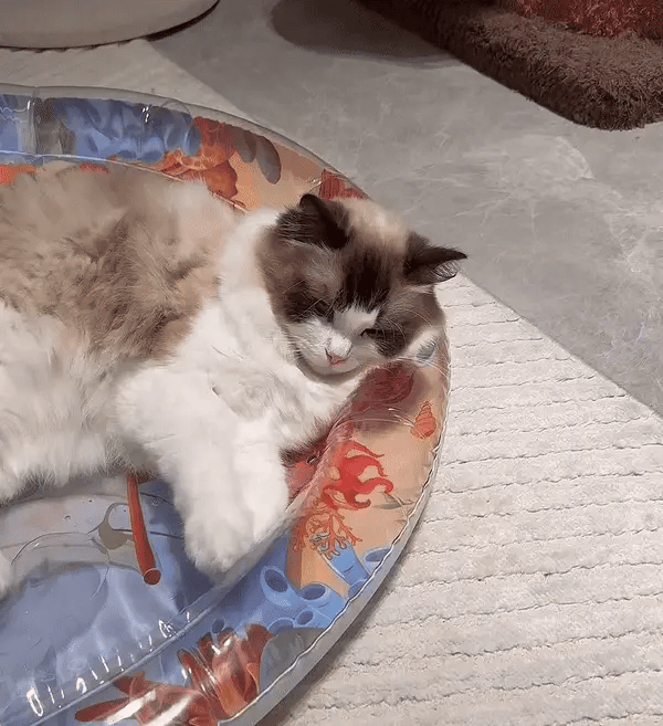 Interactive Cat Playmat - PurrPulse Bowlift