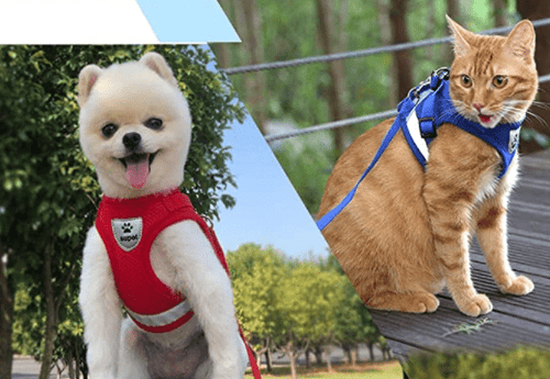BowLift | ADVENTURE HARNESS – Escape-proof cat harness with leash & reflective elements