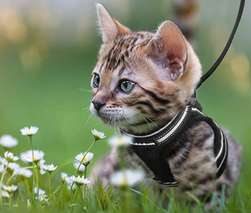 AdventureKit - Safe Harness for Adventurous Cats Bowlift