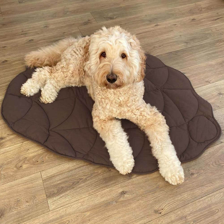 BowLift | Leafnest – Leaf-Shaped Dog Blanket for Comfort & Style