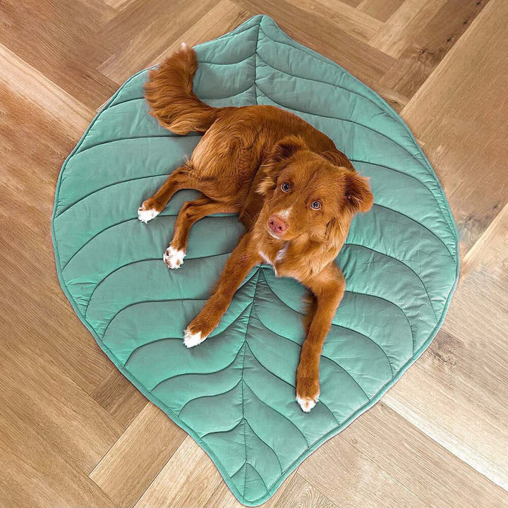 BowLift | Leafnest – Leaf-Shaped Dog Blanket for Comfort & Style