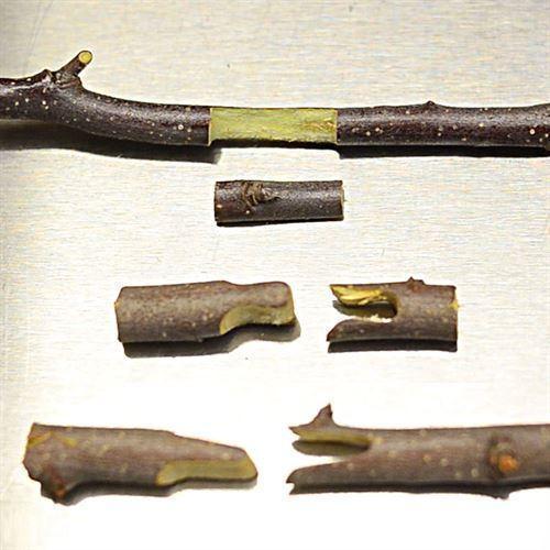 BowLift | Grafting Pruning Shears