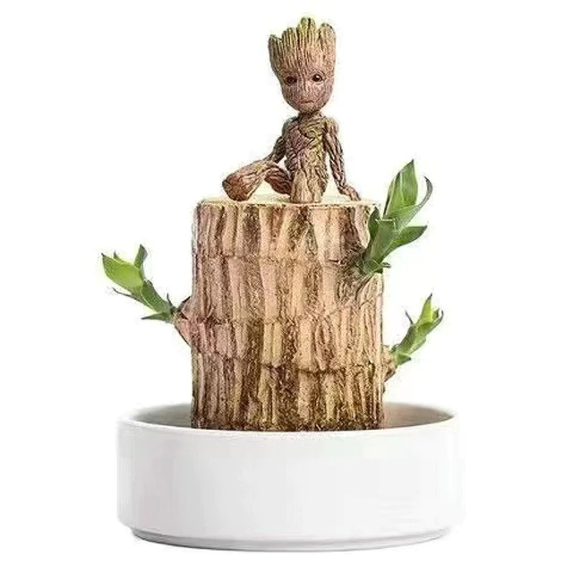 BowLift | Brazilian Lucky Wood Plant – Indoor Air-Purifying & Good Fortune Décor