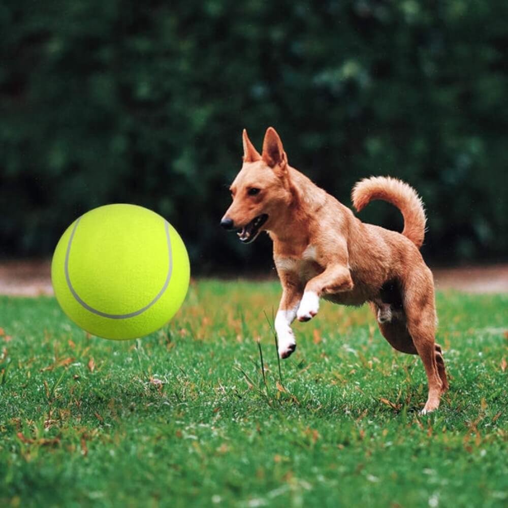 MegaFetch • Dog Tennis Ball - Dog Tennis Ball - BowLift