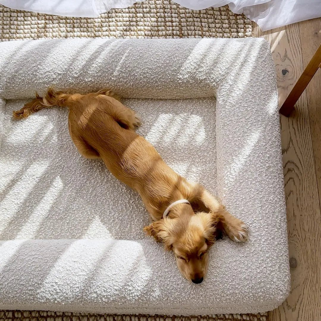 BowLift | Orthopedic Dog Cushion with Bouclé Cover – Memory Foam and Washable