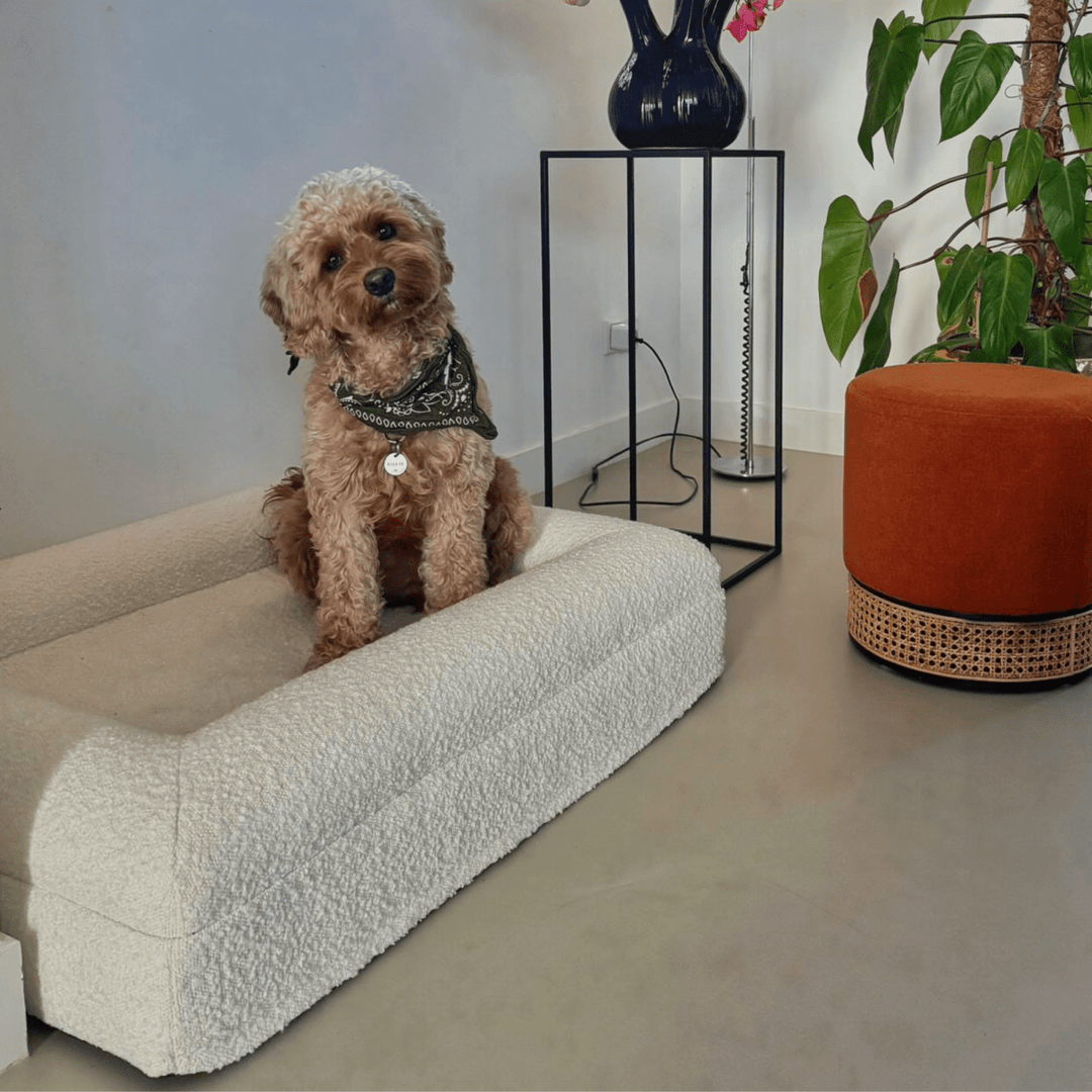 BowLift | Orthopedic Dog Cushion with Bouclé Cover – Memory Foam and Washable