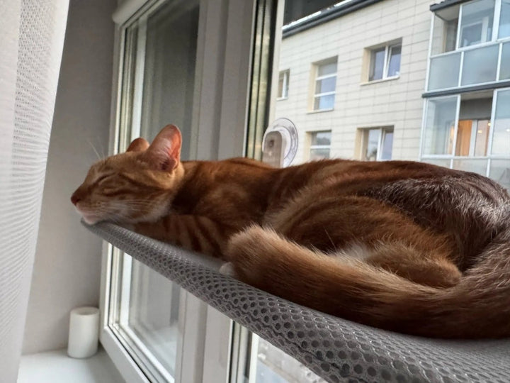 BowLift | PAWPERCH – Foldable Cat Hammock with Wall-Friendly Mount | No-Drill Window Seat