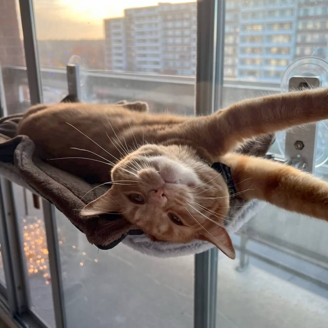 BowLift | PAWPERCH – Foldable Cat Hammock with Wall-Friendly Mount | No-Drill Window Seat