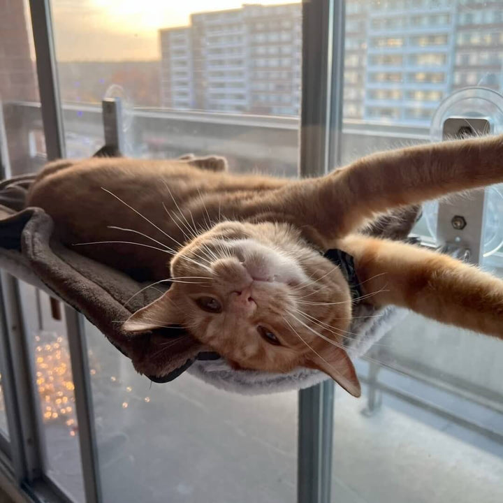 BowLift | PAWPERCH – Foldable Cat Hammock with Wall-Friendly Mount | No-Drill Window Seat