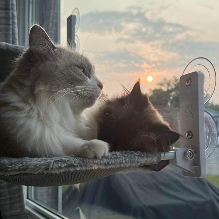 BowLift | PAWPERCH – Foldable Cat Hammock with Wall-Friendly Mount | No-Drill Window Seat