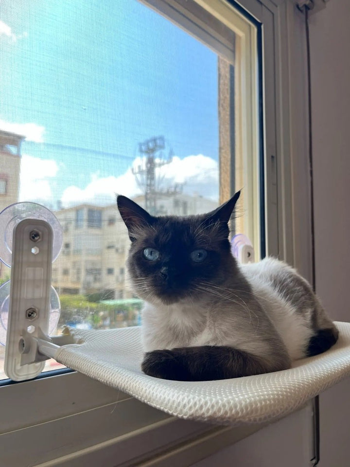 BowLift | PAWPERCH – Foldable Cat Hammock with Wall-Friendly Mount | No-Drill Window Seat