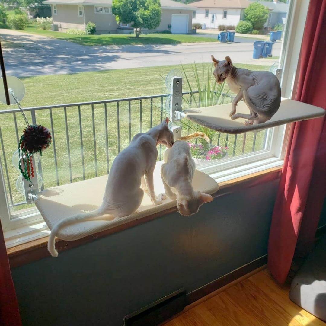 BowLift | PAWPERCH – Foldable Cat Hammock with Wall-Friendly Mount | No-Drill Window Seat
