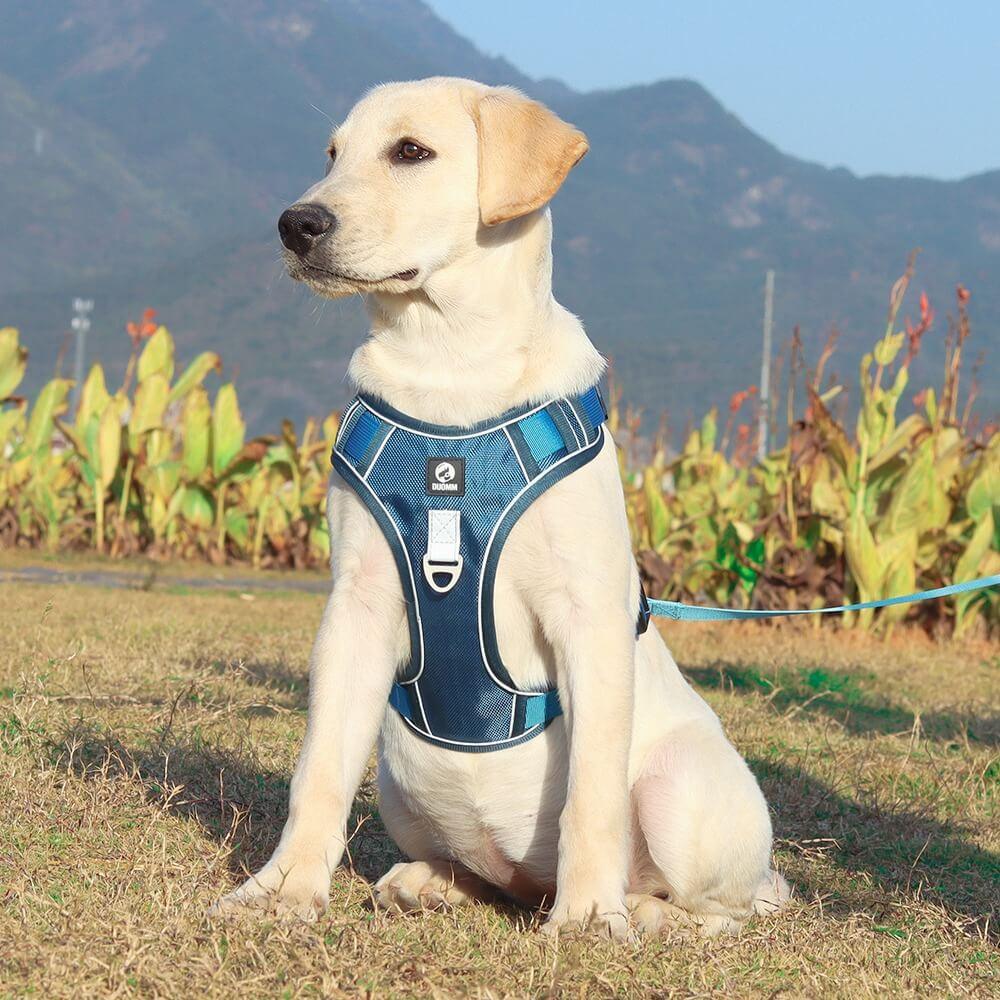 PawsControl - The Ultimate No Pull Dog Harness - No - Pull Dog Harness - BowLift