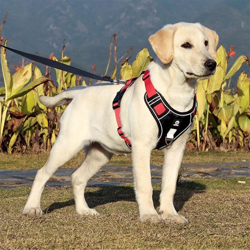 PawsControl - The Ultimate No Pull Dog Harness - No - Pull Dog Harness - BowLift