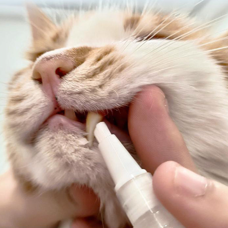 Pet Toothbrush Pen – PetSmile Bowlift