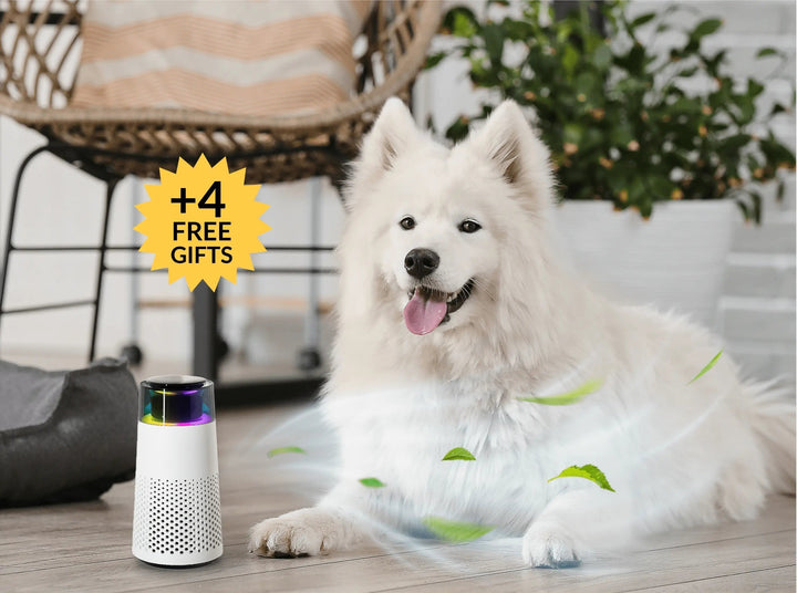 BowLift | PetFresh Animal Scent Humidifier