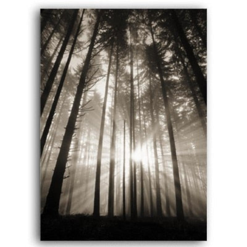 Forest Sunshine Scene  - Canvas Wall Art Painting | Bowlift