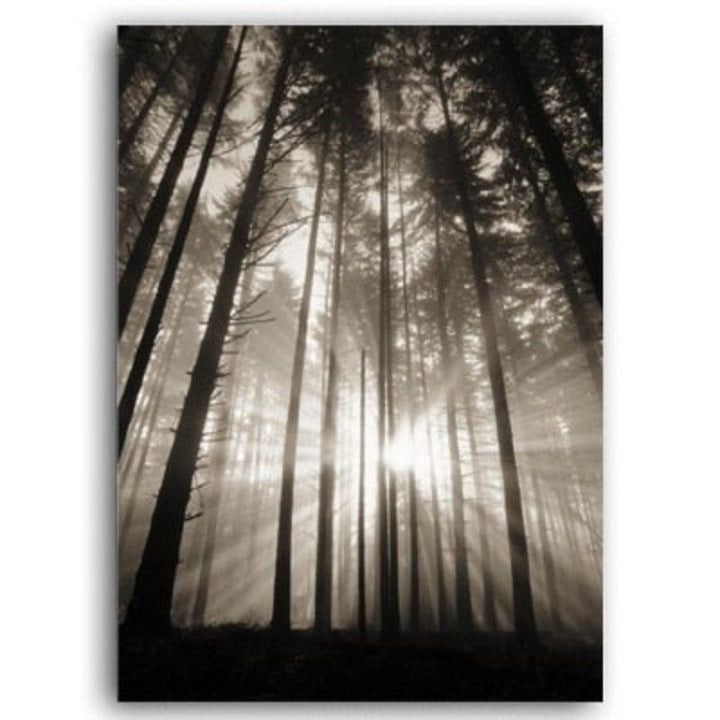 Forest Sunshine Scene  - Canvas Wall Art Painting | Bowlift