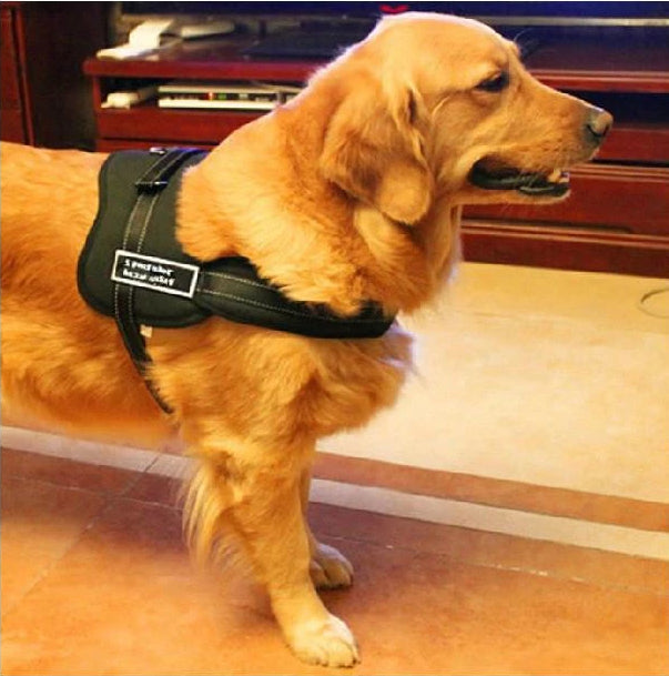 Dog Walking Harness | Bowlift