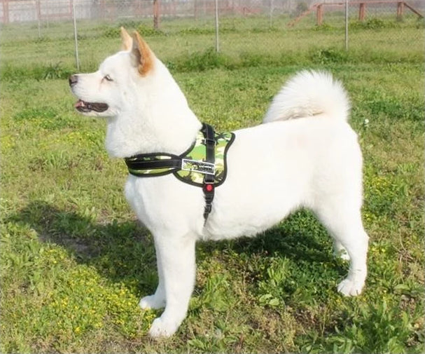 Dog Walking Harness | Bowlift