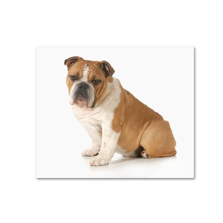 Modern Dog Posters and Prints - Canvas Wall Art Painting | Bowlift