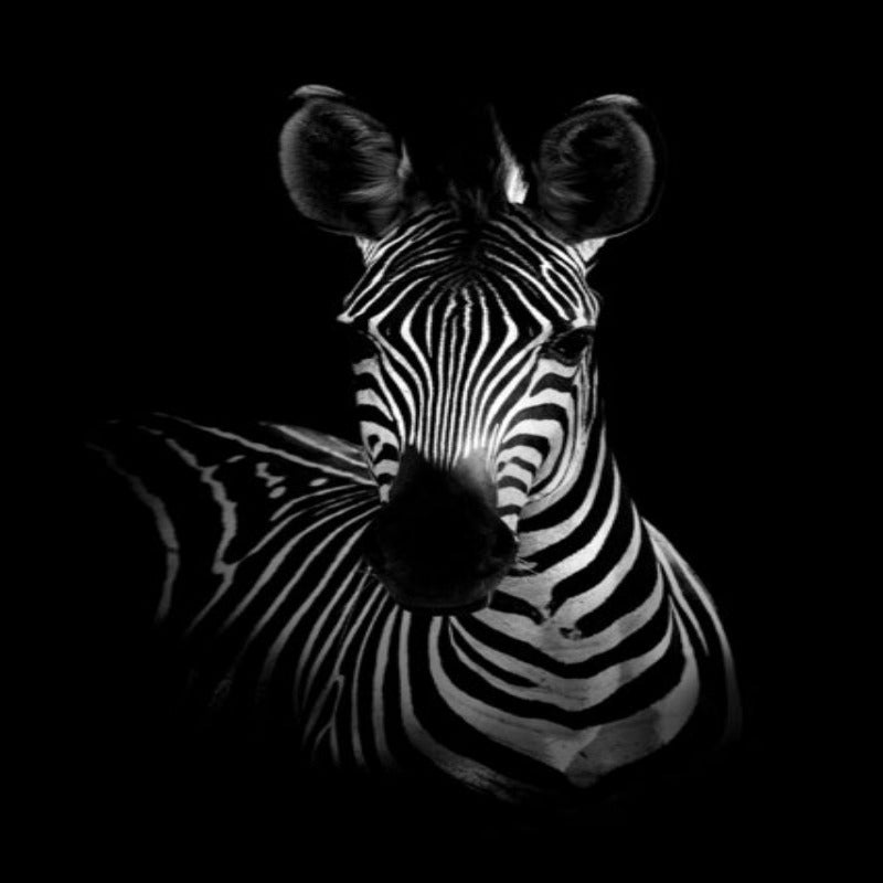 BowLift | Nature Wild Animals Africa Wildlife Black White - Canvas Wall Art Painting