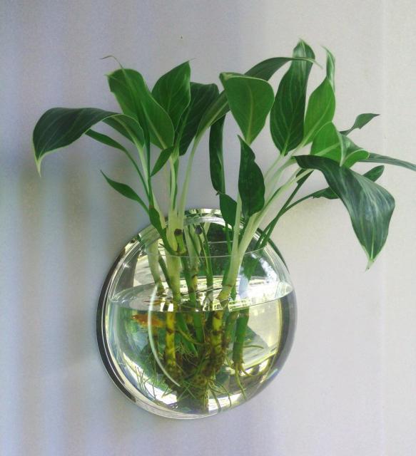 Wall Mounted Transparent Fish Tank Flower Vase | Bowlift