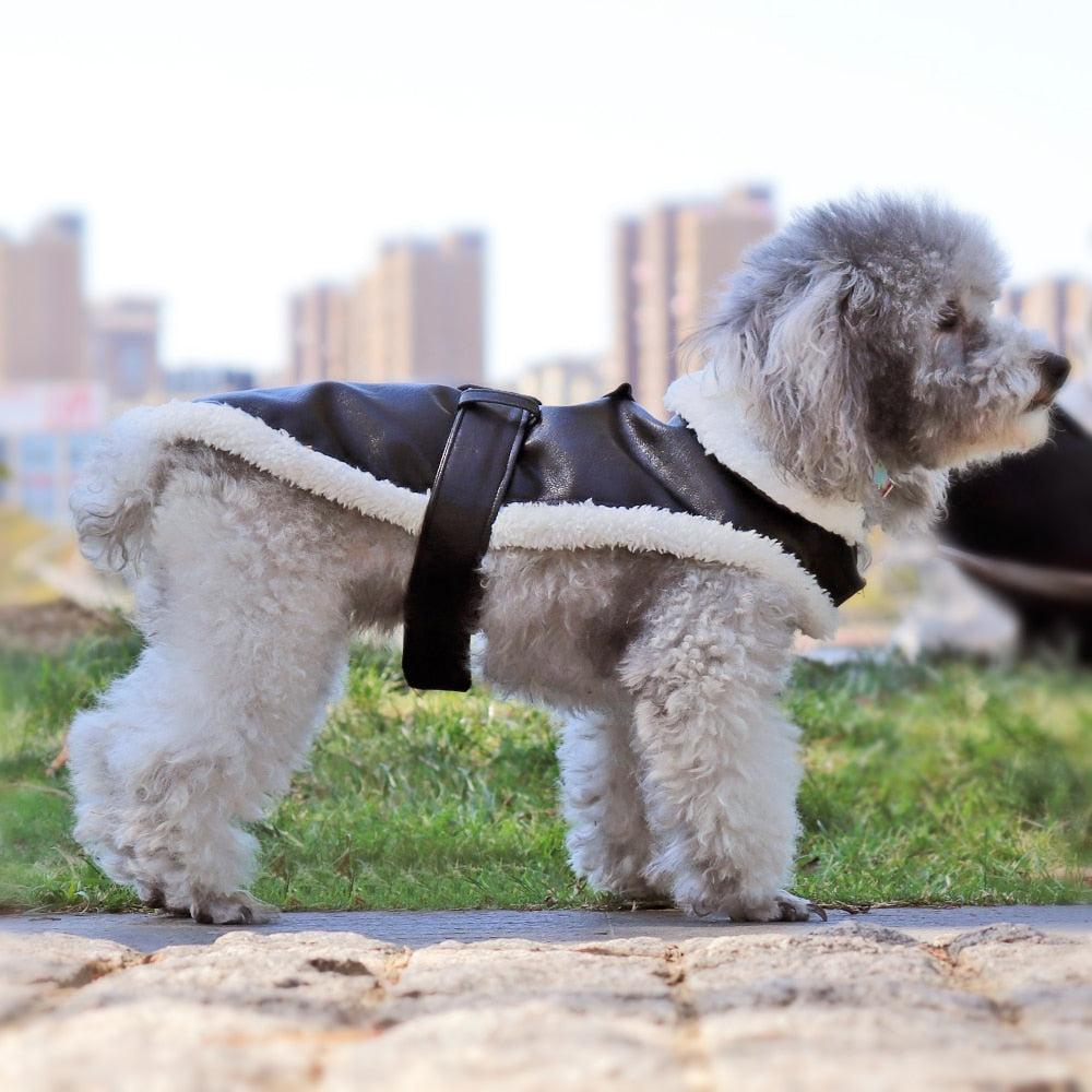 BowLift | Cool Cute Leather Pet Jacket
