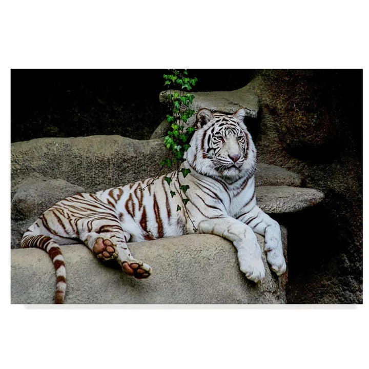 Laying White Tiger - Canvas Wall Art Painting | Bowlift