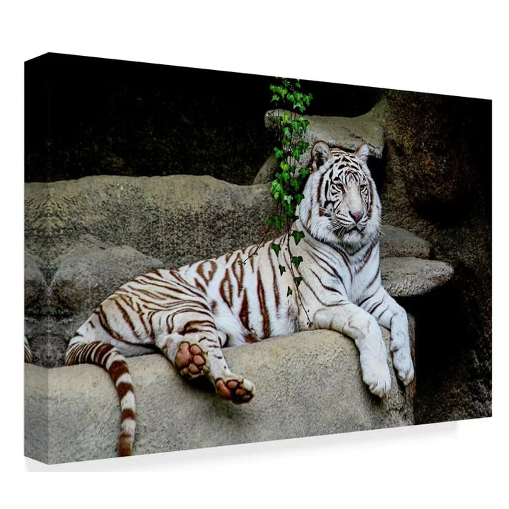 Laying White Tiger - Canvas Wall Art Painting | Bowlift