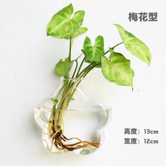 BowLift | Handmade  New Hexagonal  Wall Clear Terrarium Vase