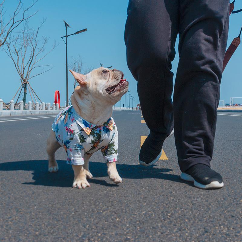 Frenchie  Summer Shirt | Bowlift