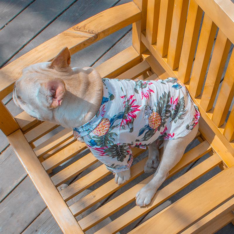 Frenchie  Summer Shirt | Bowlift