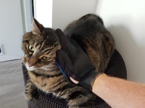 Pet Grooming Glove for Cats, Dogs & Horses | Bowlift
