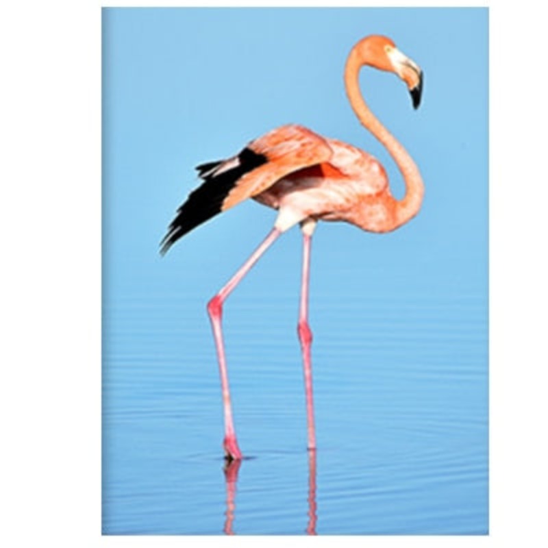 Flamingo In Seascape - Canvas Wall Art Painting | Bowlift