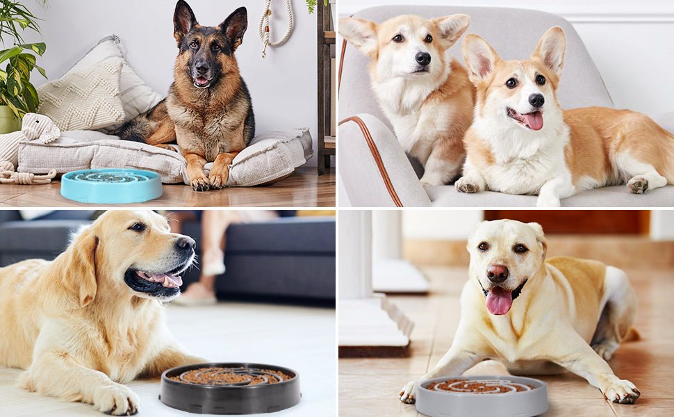 PuzzleFeast • Dog Feeding Bowl Slow - Dog Feeding Bowl Slow - BowLift